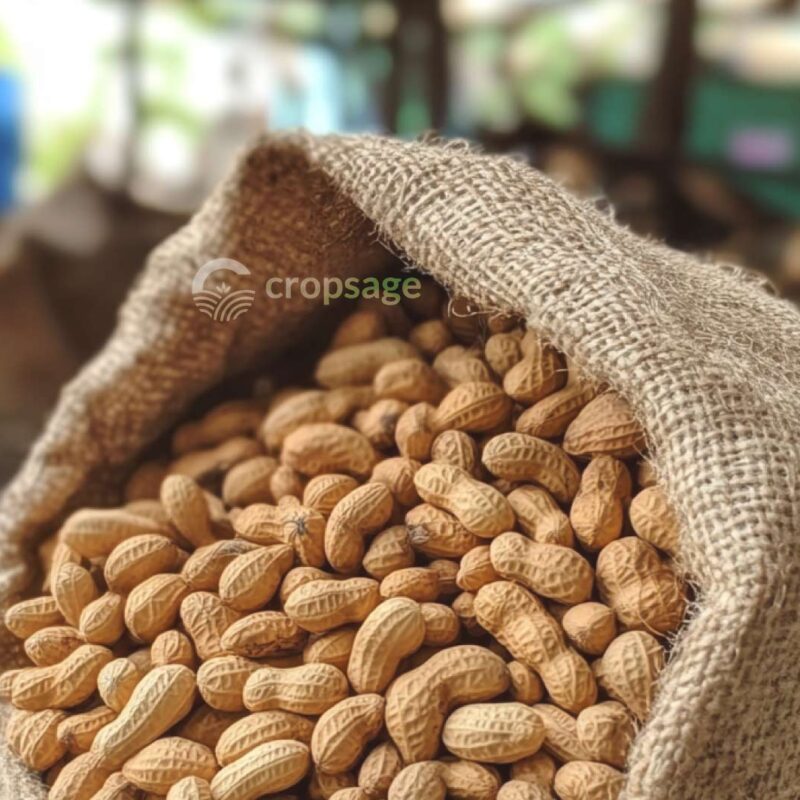 Groundnuts, an export commodity of CropSage - Trusted Nigerian Agricultural Commodity Exporter