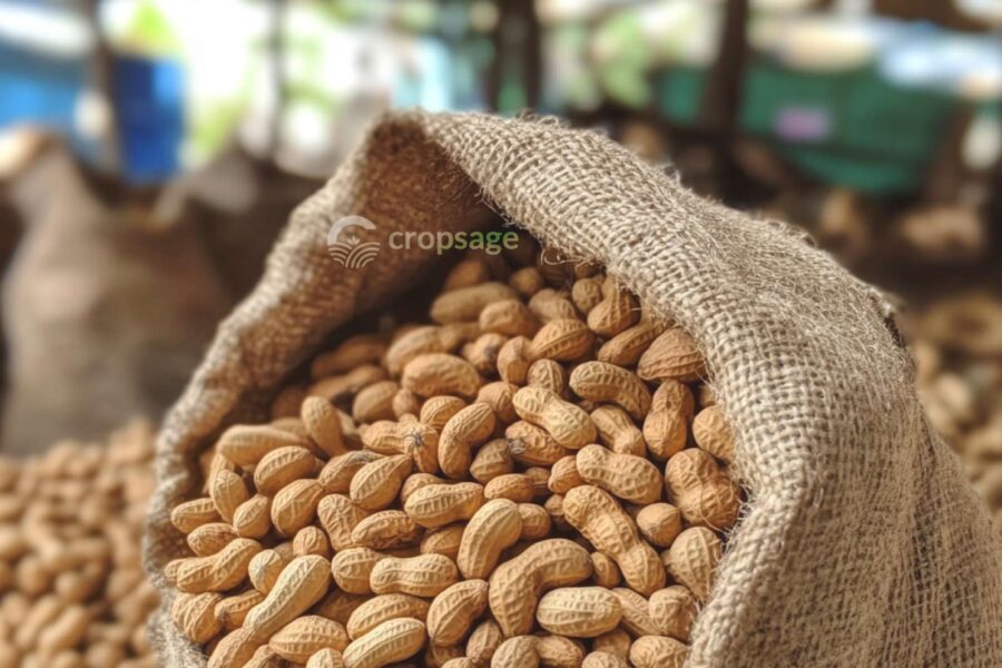 Groundnuts, an export commodity of CropSage - Trusted Nigerian Agricultural Commodity Exporter